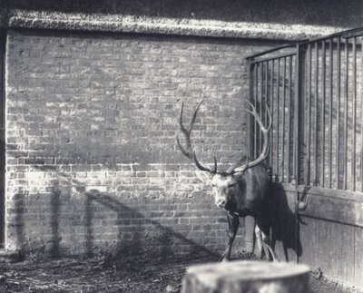 Cerf de Wallich, également connu sous le nom de Shou, Cerf Rouge d